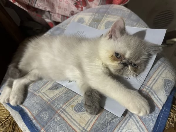 Cuccioli gatto exotic shorthair persiani | Foto 4