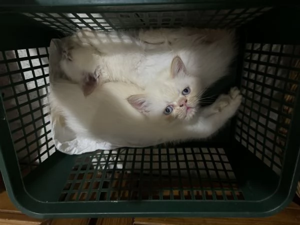 Cuccioli gatto exotic shorthair persiani | Foto 3