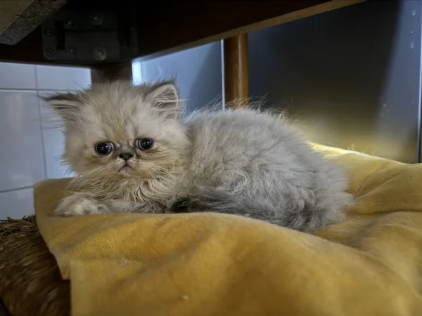 Cuccioli gatto exotic shorthair persiani