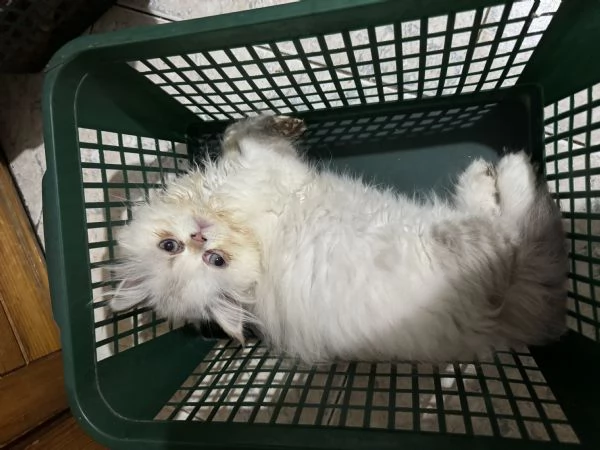 Cuccioli gatto exotic shorthair persiani | Foto 2
