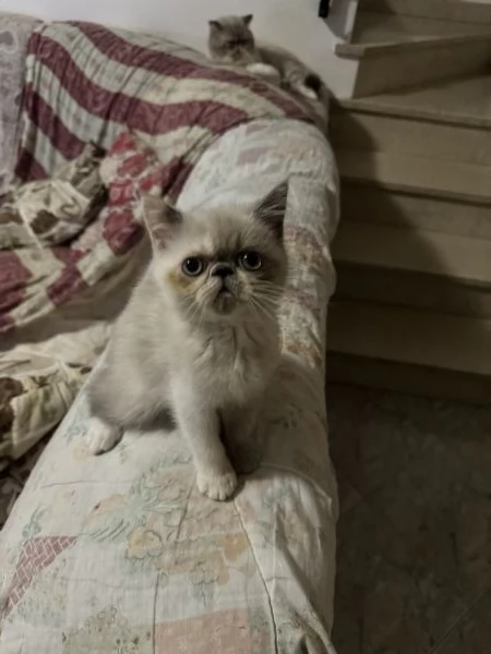 Cuccioli gatto exotic shorthair persiani | Foto 1