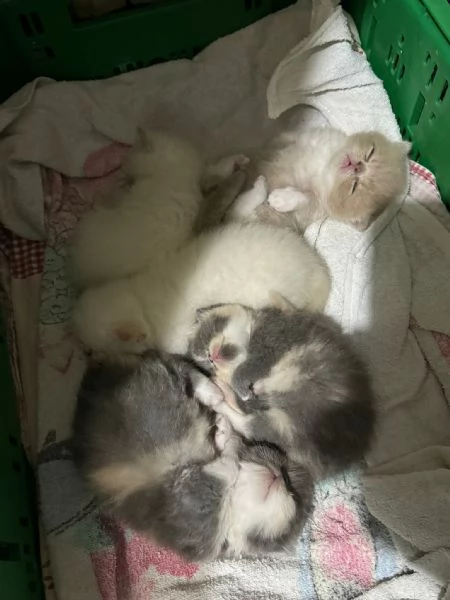 Cuccioli gatto exotic shorthair persiani | Foto 0