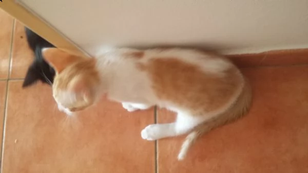 gattini | Foto 2