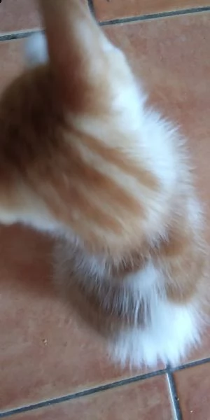 gattini | Foto 1
