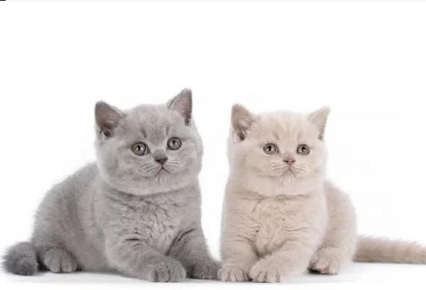 cuccioli british shorthair