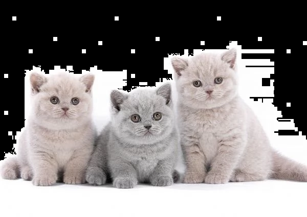 cuccioli british shorthair | Foto 3