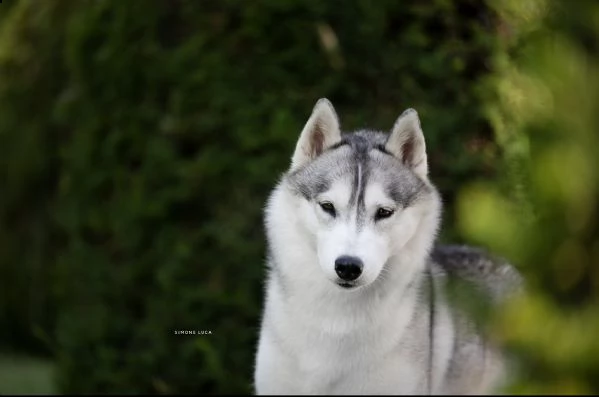 cuccioli di siberian husky con pedigree | Foto 6