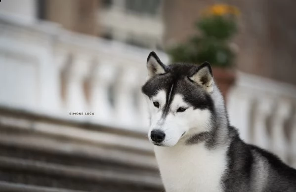 cuccioli di siberian husky con pedigree | Foto 0