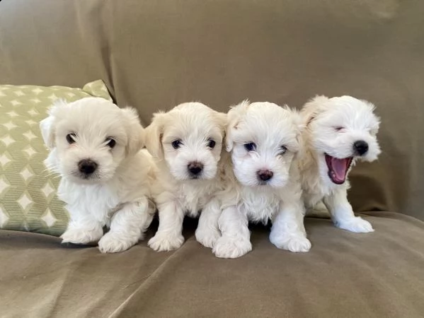 cuccioli di maltese in vendita  | Foto 0