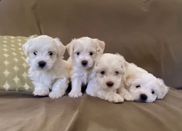 cuccioli di maltese in vendita 