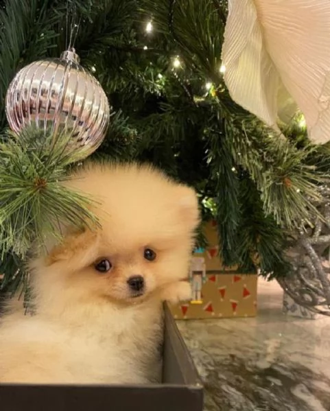 adorabili cuccioli di pomerania marrone valpino per te