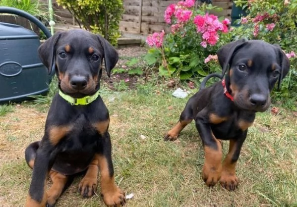 cuccioli di dobermann