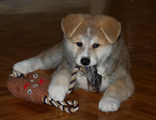 disponibili cuccioli di akita inu | Foto 0