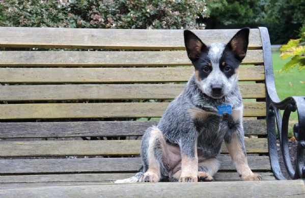 disponibili cuccioli australian cattle  dog | Foto 0