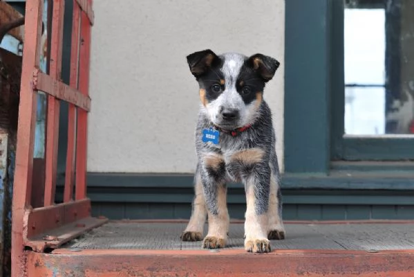 disponibili cuccioli australian cattle  dog