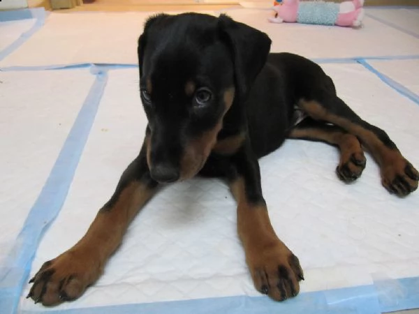 cuccioli di doberman 