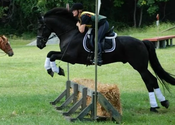splendido cavallo frisone nero per la tua famiglia | Foto 1