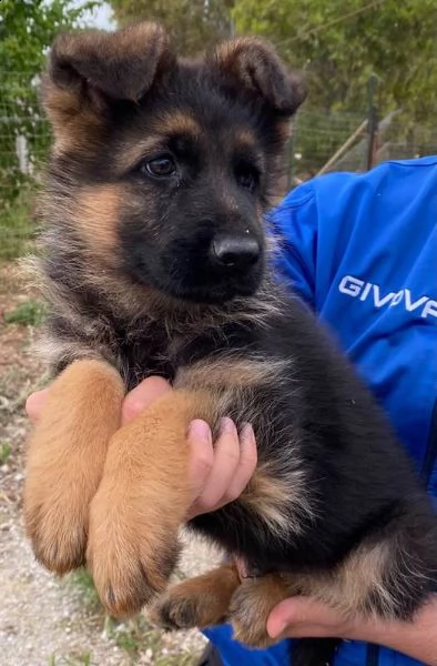 cuccioli di pastore tedesco