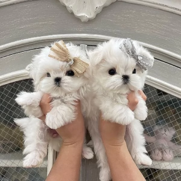 cuccioli maltesi in adozione 