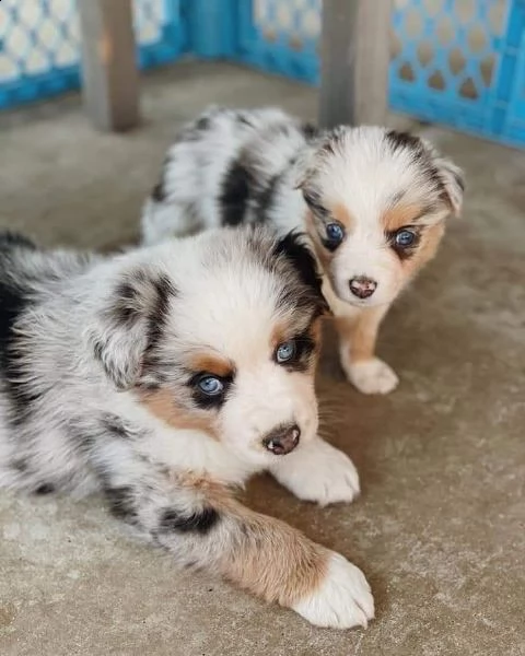 bellissimi cuccioli di pastore australiano in adozione