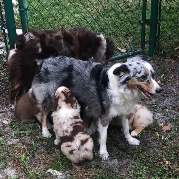 bellissimi cuccioli di pastore australiano in adozione | Foto 0