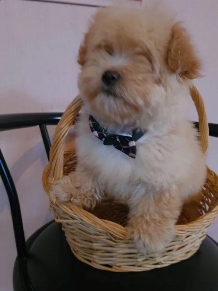 maltipoo cuccioli in vendita | Foto 1