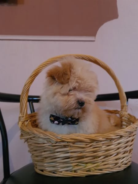 maltipoo cuccioli in vendita | Foto 0