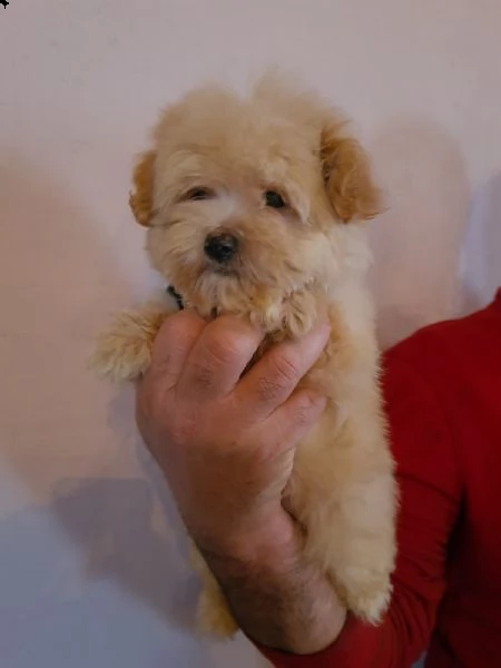 maltipoo cuccioli in vendita