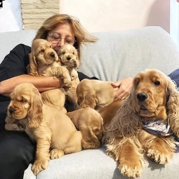 simpatici cuccioli di cocker spaniel da adottare | Foto 0