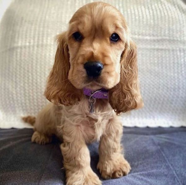 Regalo cucciolo Cocker Spaniel Inglese da Privato a Milano adorabili
