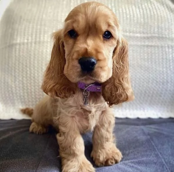simpaticissimi cuccioli di cocker spaniel da adottare