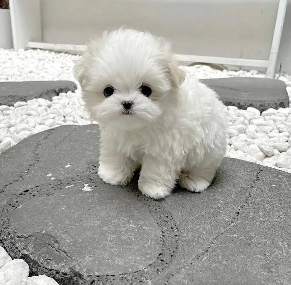 bellissimi cuccioli di maltese da adottare | Foto 0
