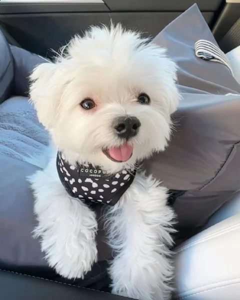 bellissimi cuccioli di maltese da adottare