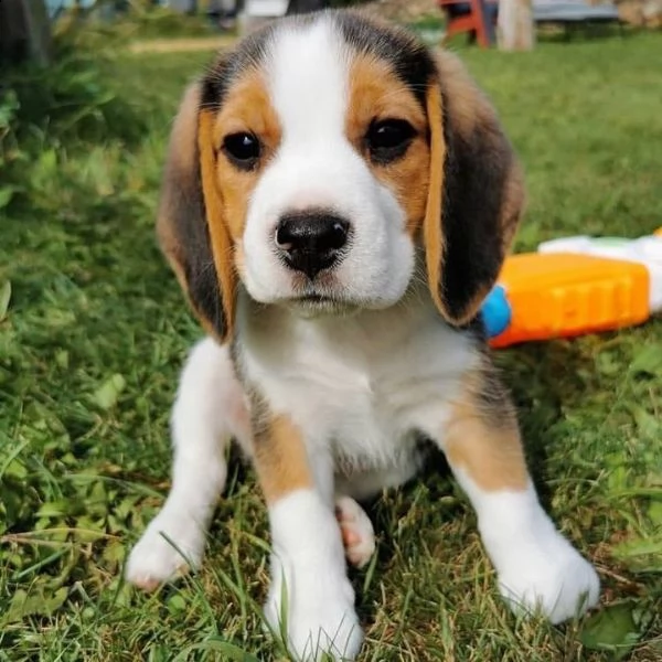 bellissimi cuccioli di beagle da adottare | Foto 1