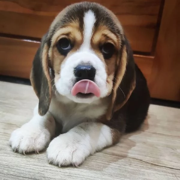Sottobicchiere Adorable Beagle Puppy Con Cucciolo Di Cane - 9,5 Cm - Regalo Divertente Per Amanti Degli Animali