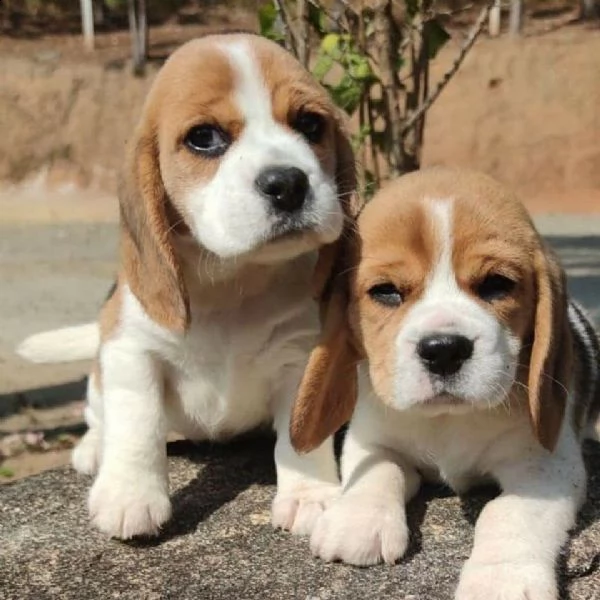 bellissimi cuccioli di beagle in adozione | Foto 1