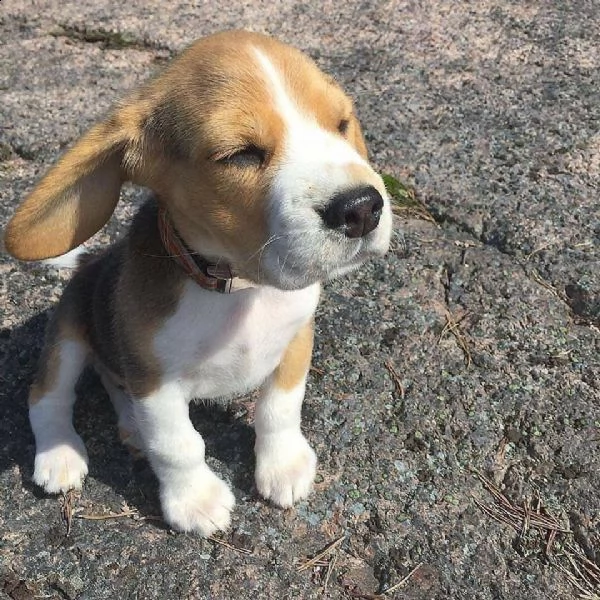 bellissimi cuccioli di beagle in adozione | Foto 0