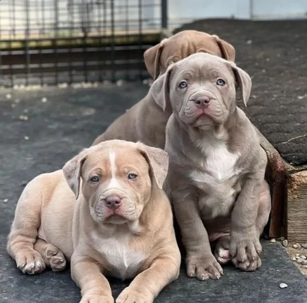 simpatici cuccioli di pitbull in adozione | Foto 0