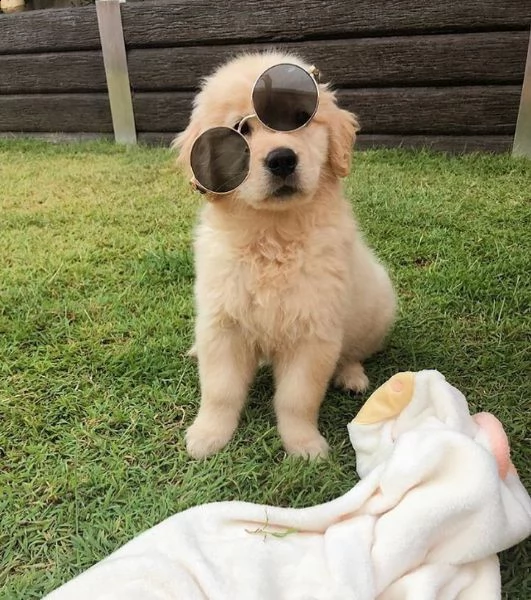 cuccioli di golden retriever in vendita  dolcezza e amore per la vostra famiglia | Foto 1