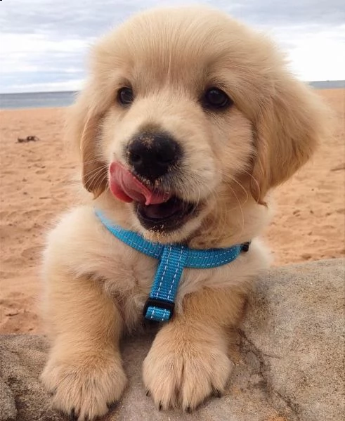 cuccioli di golden retriever in vendita  dolcezza e amore per la vostra famiglia | Foto 0