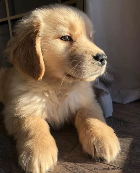 cuccioli di golden retriever in vendita  dolcezza e amore per la vostra famiglia
