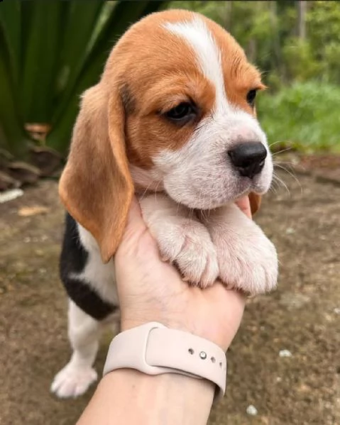 regal beagle toy disponibile | Foto 0
