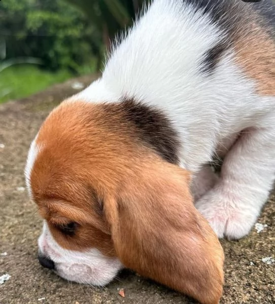 regal beagle toy disponibile