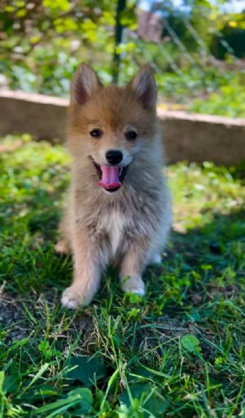 pomsky bellissimi cuccioli | Foto 6