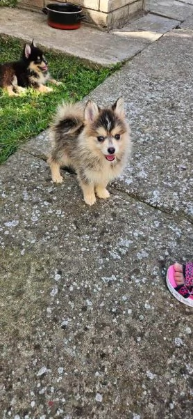 pomsky bellissimi cuccioli | Foto 4