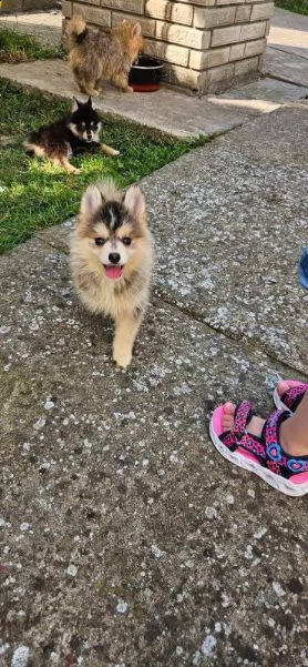 pomsky bellissimi cuccioli | Foto 3