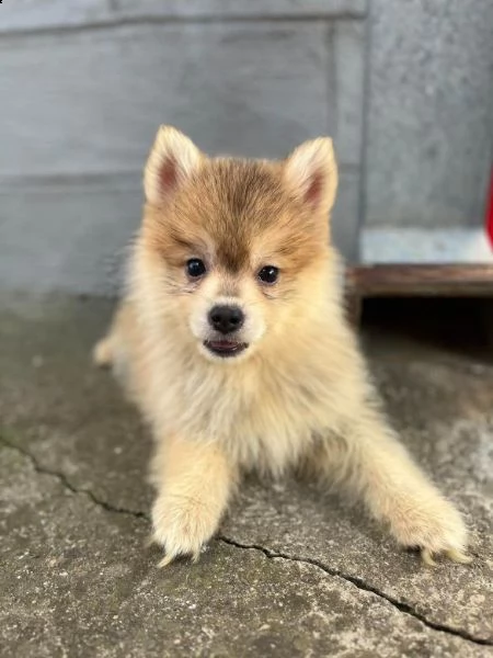 pomsky bellissimi cuccioli | Foto 2