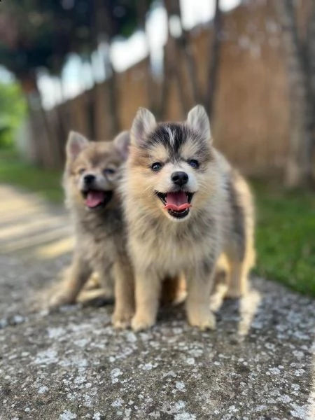 pomsky bellissimi cuccioli
