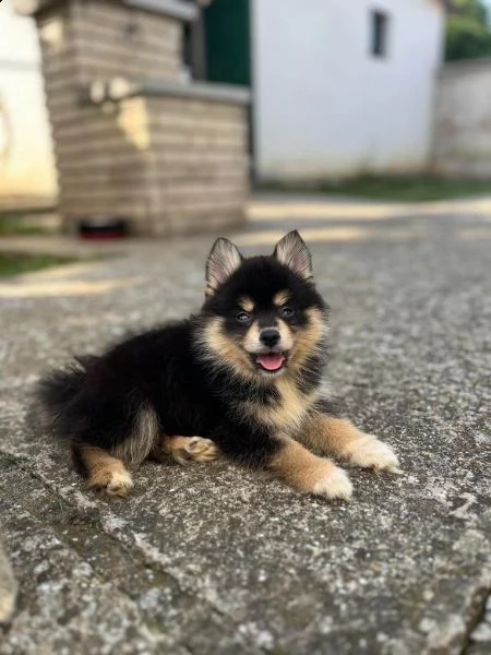 pomsky bellissimi cuccioli | Foto 1