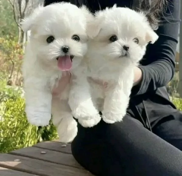 cuccioli di razza maltese toy